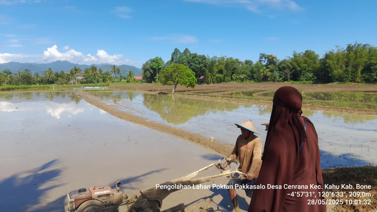 PENGOLAHAN TANAH MUSIM TANAM PADI KE II DI KECAMATAN MOROSI KAB. KONAWE