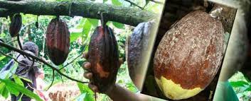 Fermentasi Kotoran (Feses) Puyuh Untuk Pakan Ternak