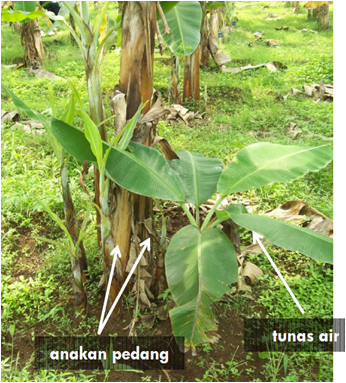MEMBUAT KERIPIK PISANG BERPRINSIP GOOD MANUFACTURING PRACTICE (GMP) SERTA BERSTANDARD OPERATING PROCEDURE (SOP)