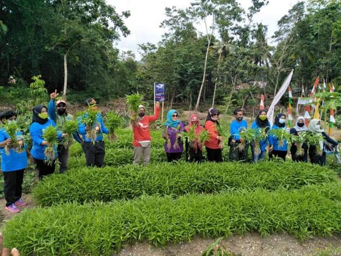 Panen Perdana KWT Perempuan Bersatu Pajalesang