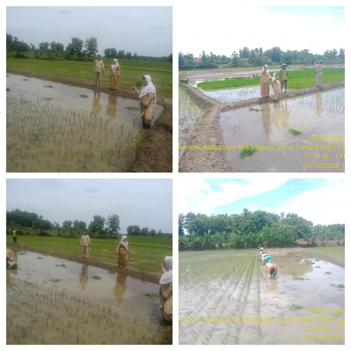 Kebersamaan Korluh dan Penyuluh Tanam Jarwo di Lahan BPP Sugihwaras Kabupaten Bojonegoro