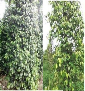 PENGENDALIAN JAMUR PIRANG PADA TANAMAN LADA