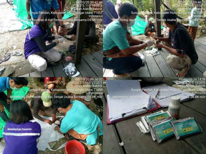 Monitoring Keswan dan Kesmavet di Kelompok Ternak Usaha Bersama Desa Rantau Karau Hilir Kec. Sungai Pandan