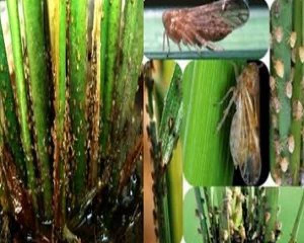 MENGENAL HAMA WERENG PENGGANGGU TANAMAN PADI LADANG