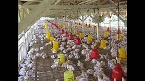 Pemeliharaan Ayam Kampung Dengan Kearifan Lokal