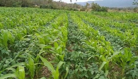 PENYIMPANAN BAHAN BAKU DAN DAYA TAHAN  KONSENTRAT  UNTUK PAKAN SAPI POTONG