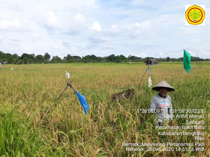 PEMBANGUNAN IRIGASI SEJAHTERAKAN PETANI KECAMATAN BANDAR LAKSAMANA 