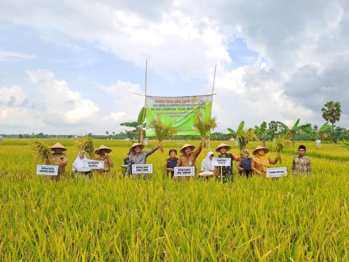 POKTAN BUDI SETIA GELAR PANEN RAYA DAN TEMU LAPANG SECARA SWADAYA