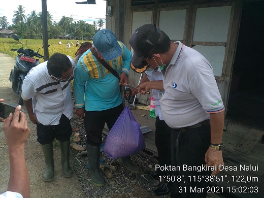 Uji Coba Penanaman Padi Galur IF 16 Di Kelompok Tani Setia Bakti Desa Nalui Kecamatan Jaro Kabupaten Tabalong