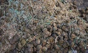 Optimalisasi Lahan Rawa Untuk Ketahanan Pangan