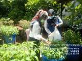 BUDIDAYA IKAN DAN SAYURAN DALAM EMBER (BUDIKDAMBER)