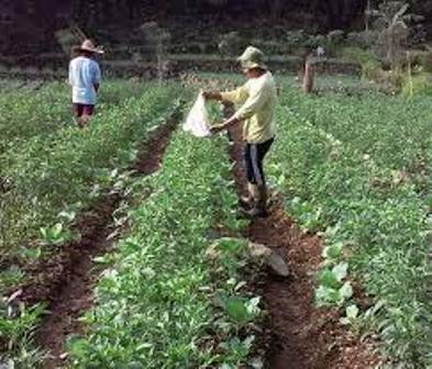 Pentingnya Pemeliharaan Cabe