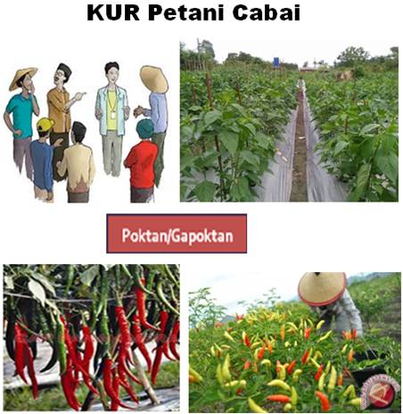 TAHUN 2021 KUR DAPAT MEMBIAYAI PENGEMBANGAN USAHATANI CABAI