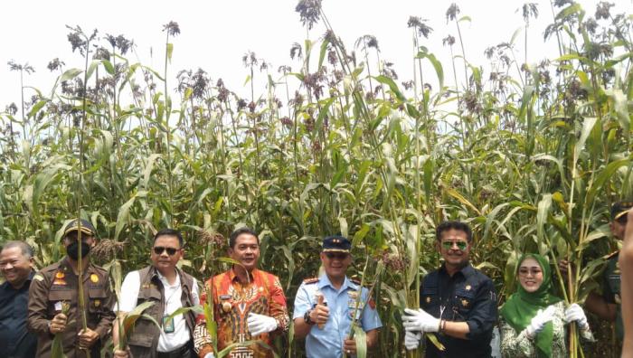 PERLUAS TANAM SORGUM, JOMBANG SIAPKAN PANGAN ALTERNATIF