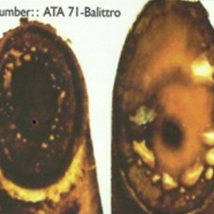 JERAMI PADI TERFERMENTASI