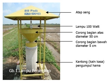 Pengendalian Hama Wereng Batang Coklat (WBC)