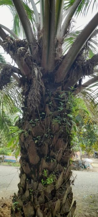 Dampak Buruk Benih Tidak Berlabel Kelapa Sawit
