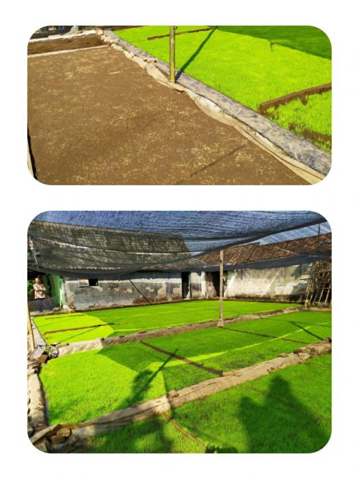 PERSEMAIAN PADI SISTEM KERING UNTUK MESIN TANAM RICE TRANSPLANTER DI POKTAN EDI PENI DESA BANGET,  KECAMATAN KWADUNGAN, KABUPATEN NGAWI, PROPINSI JATIM