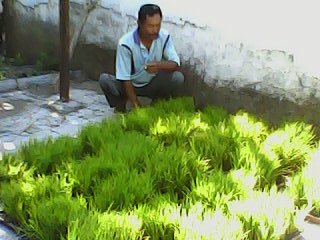 CARA MEMBUAT PESEMAIAN KERING TANAMAN PADI
