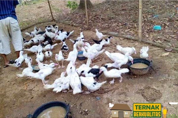 Teknik Budidaya Tanaman Sambiloto di Lahan Pekarangan