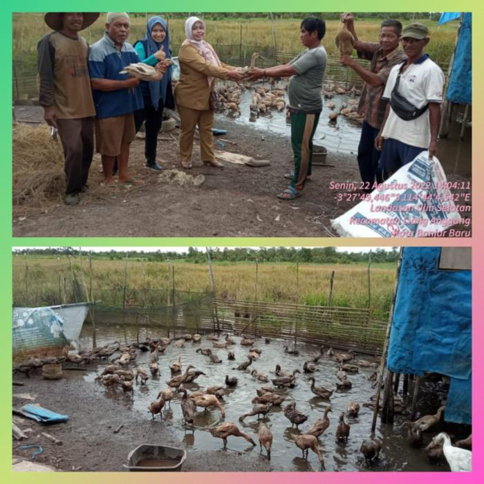 Penyerahan Bantuan Ternak Itik Petelur Di Kelompok Tani Fajar Indah