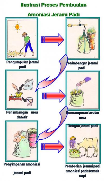 PEMBUATAN AMONIASI JERAMI PADI