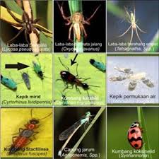 Memahami cara kerja Predator dalam Pengendalian Hama & Penyakit Tanaman