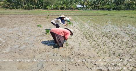MANAJEMEN PENANAMAN PADI (DEMPLOT) PENYULUH SWADAYA