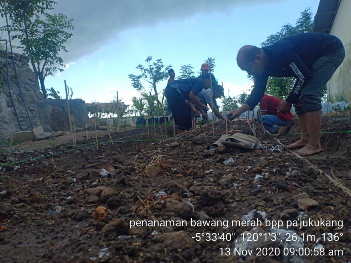 Penanaman Bawang Merah Bpp Pa`jukukang