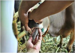 Pemberian Pakan Ayam KUB 