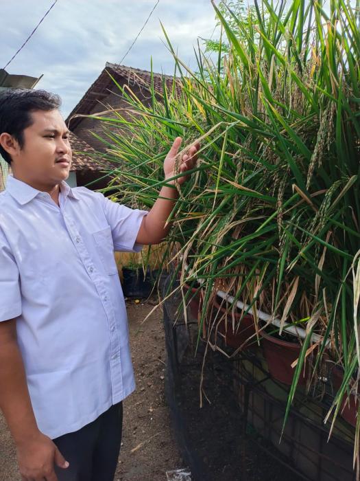 PADI BERAS HITAM TUMBUH SUBUR DENGAN  SISTEM TANAM PAMINA (Padi dan Ikan) SECARA HIDROPONIK DI LAHAN SEMPIT PERKOTAAN