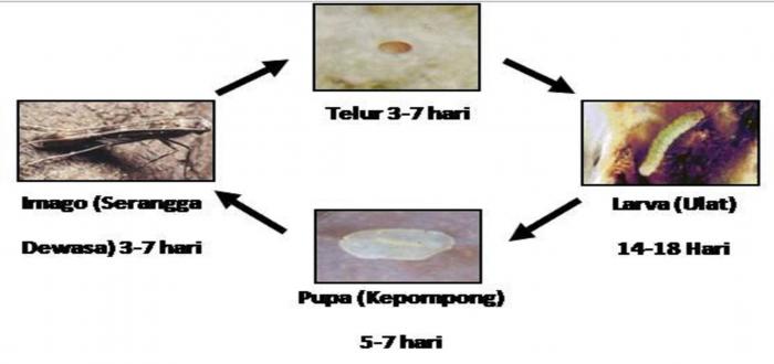 Mengenal Hama Penggerek Buah Kakao Dan Pengendaliannya