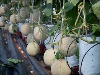BUDIDAYA MELON DI LAHAN SEMPIT DENGAN POLYBAG
