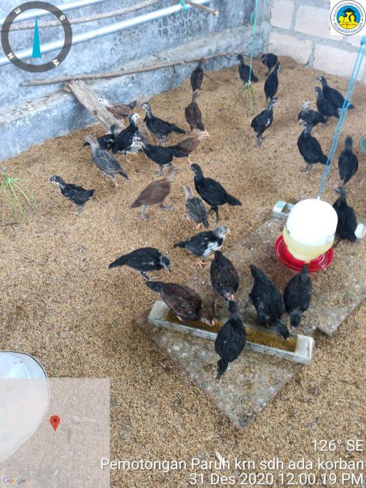 Upaya Penanggungan Tingginya  Mortalitas Pada Ayam KUB Yang Dipelihara di BPP  Maulafa Kota Kupang