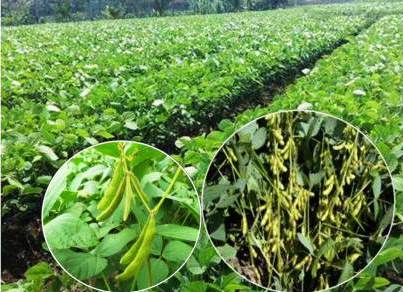 PELUANG PETANI INDONESIA UNTUK MENINGKATKAN EXSPORT MANGGA