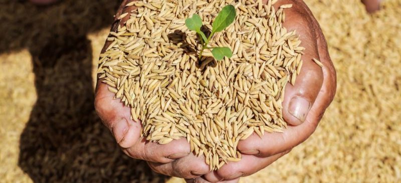 Budidaya Padi Untuk Memperoleh Hasil Optimal