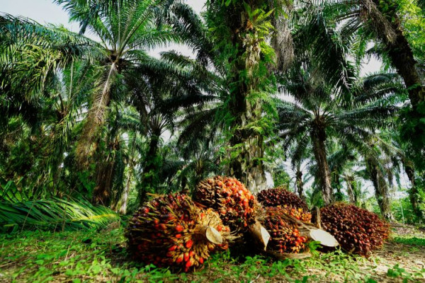 Gencar Dinas Perkebunan Kabupaten Bengkalis Dalam Meningkatkan SDM Petani Kebun