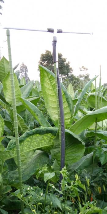 IRIGASI SPRINGKLER MURAH DAN EFEKTIF