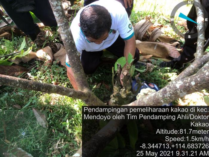 Pendampingan Pemeliharaan Tanaman Kakao Di Subak Abian Pala Werdi