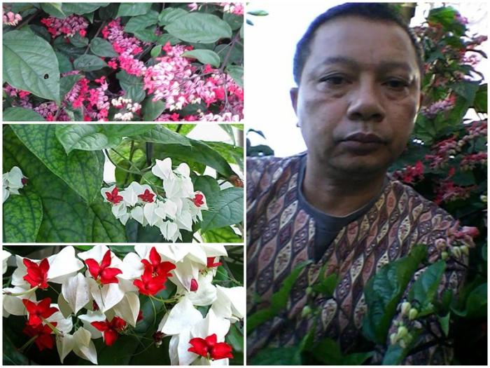 BUNGA NONA MAKAN SIRIH (Clerodendrum thomsonae Balf. F.)