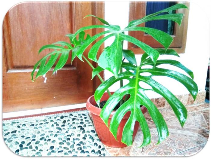 Pendampingan petani Vanili oleh Penyuluh Pertanian