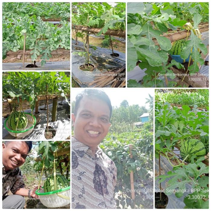 Belajar dari Semangka dalam mewujudkan Maju Mandiri Modern