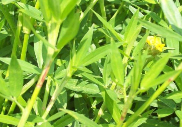 TREN PENGGUNAAN HERBAL DAN PROBIOTIK  PADA PETERNAKAN  AYAM KAMPUNG