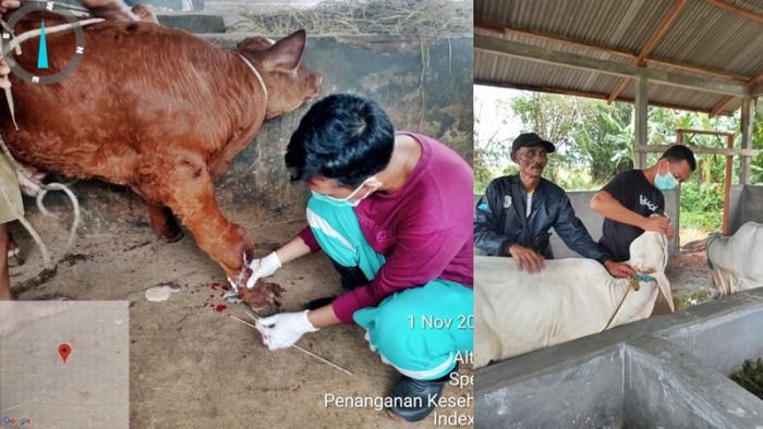 PENYAKIT MULUT DAN KUKU PADA SAPI DAN CARA PENCEGAHANNYA