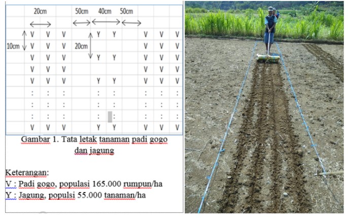 TUMPANGSARI PADI GOGO  DAN JAGUNG