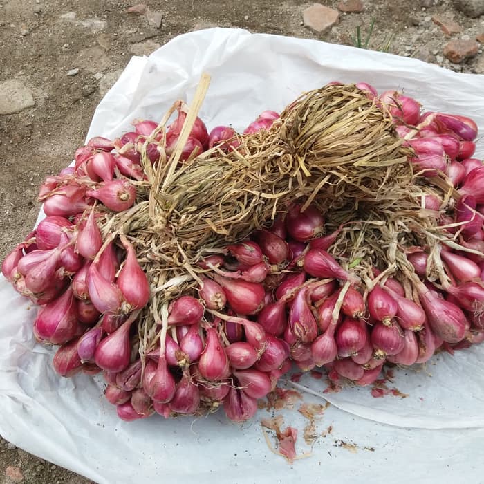 BUDIDAYA BAWANG MERAH