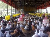 Pencegahan dan Pengobatan Cacingan pada ternak sapi
