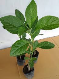 TUMPANGSARI KAKAO DENGAN TANAMAN KACANG-KACANGAN
