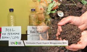 PENGEMBANGAN MOL BUAH DALAM MENINGKATKAN KUALITAS BUNGA DAN BUAH PADA TANAMAN
