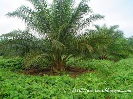 Penyakit Tanaman Jagung